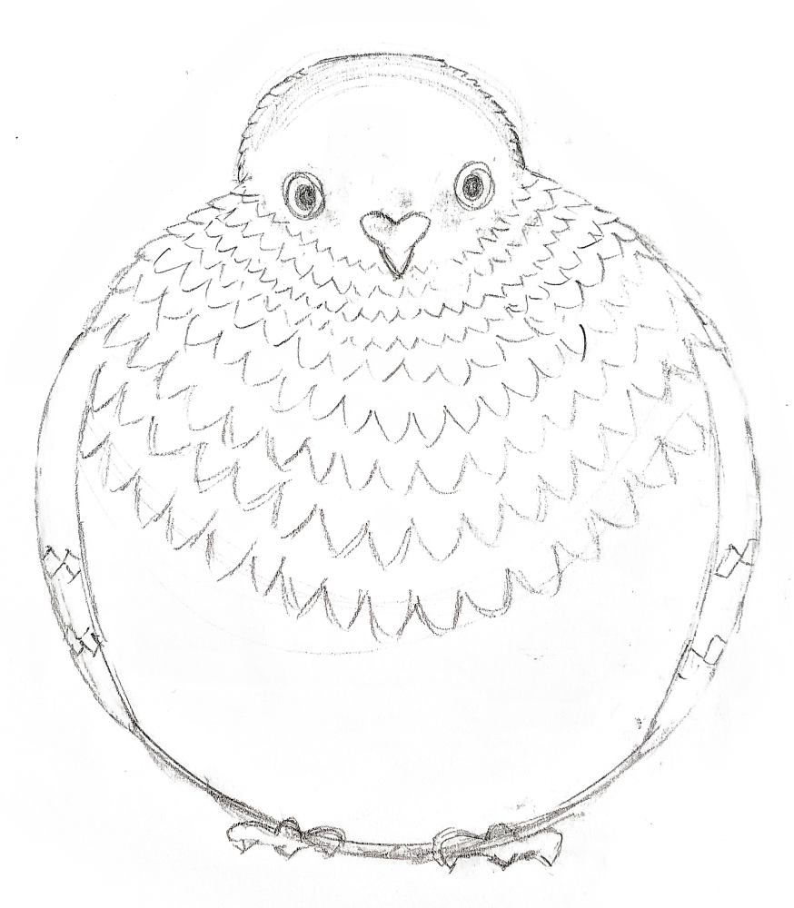 Pigeon illustration sketch
